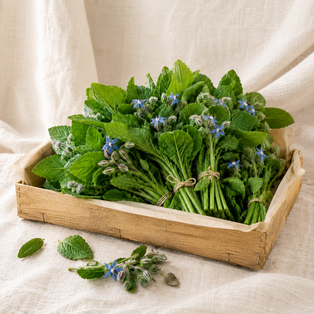 Borage Vegetable | Mediterranean Leafy Green